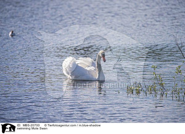 swimming Mute Swan / MBS-20700
