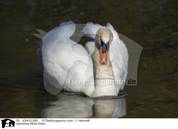 swimming Mute Swan / JOH-01399