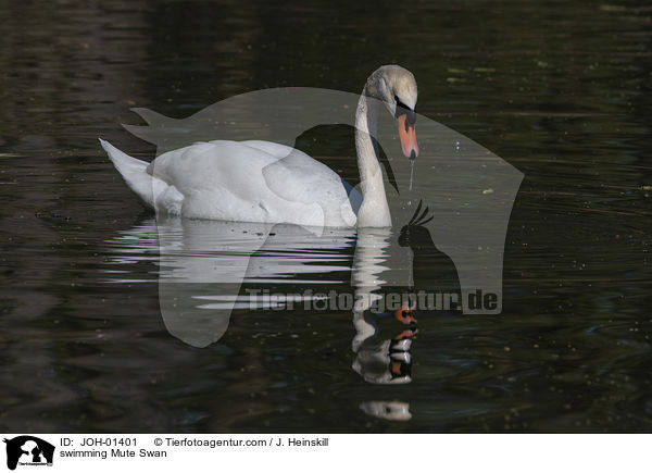 swimming Mute Swan / JOH-01401