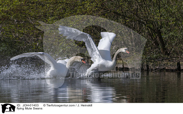 flying Mute Swans / JOH-01403