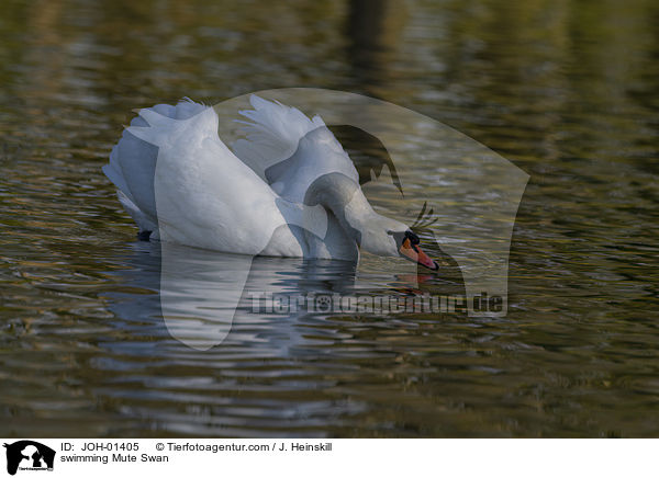 schwimmender Hckerschwan / swimming Mute Swan / JOH-01405