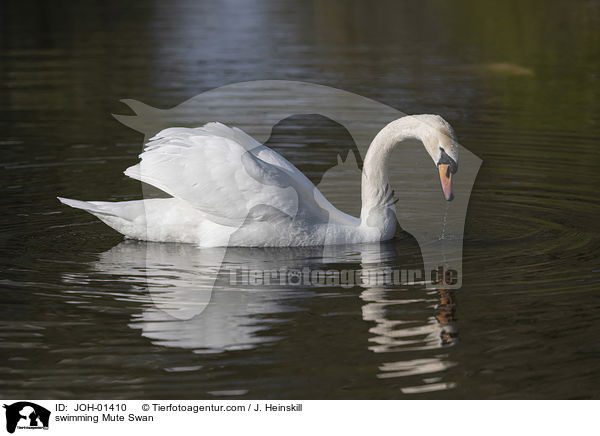 swimming Mute Swan / JOH-01410