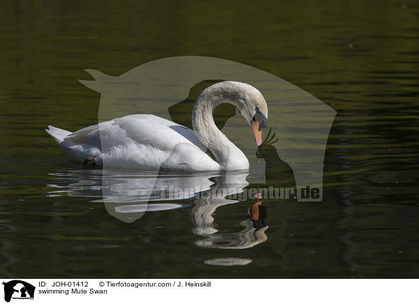 swimming Mute Swan / JOH-01412