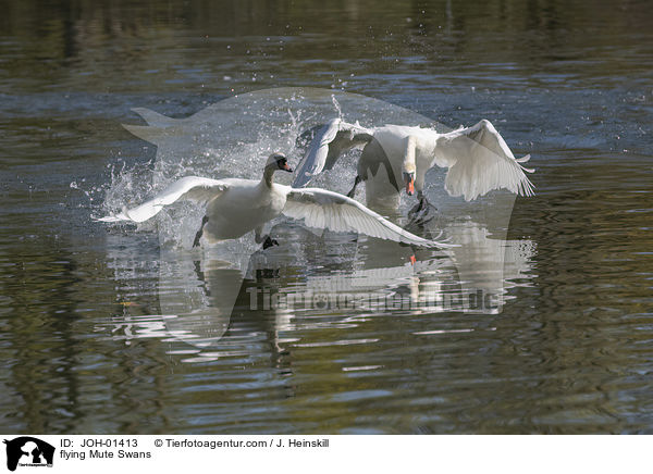 flying Mute Swans / JOH-01413