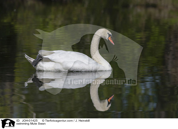 swimming Mute Swan / JOH-01425