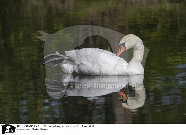 swimming Mute Swan / JOH-01427