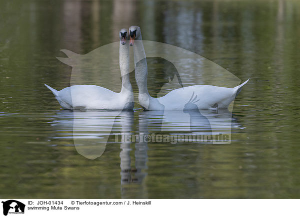 swimming Mute Swans / JOH-01434
