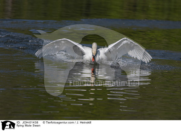 flying Mute Swan / JOH-01438