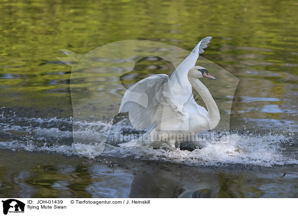 flying Mute Swan / JOH-01439
