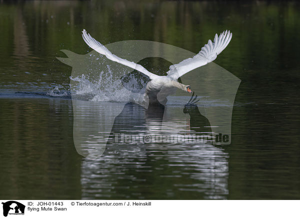 flying Mute Swan / JOH-01443