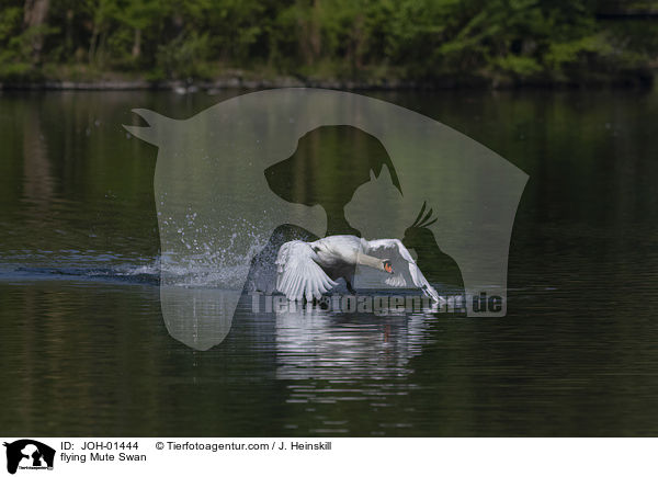 flying Mute Swan / JOH-01444