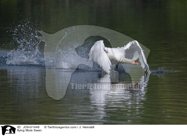 flying Mute Swan / JOH-01446