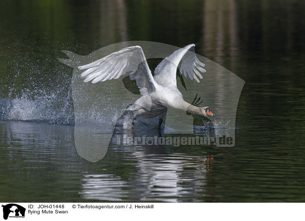 flying Mute Swan / JOH-01448