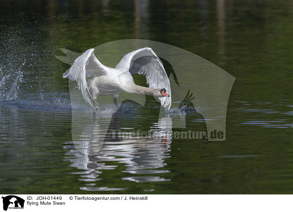 flying Mute Swan / JOH-01449