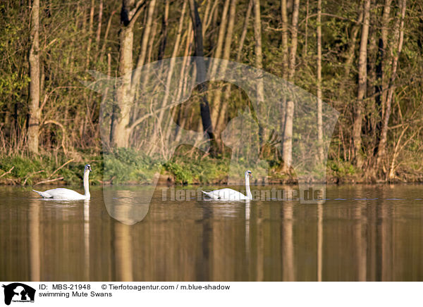 swimming Mute Swans / MBS-21948