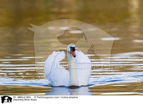 swimming Mute Swan / MBS-21964