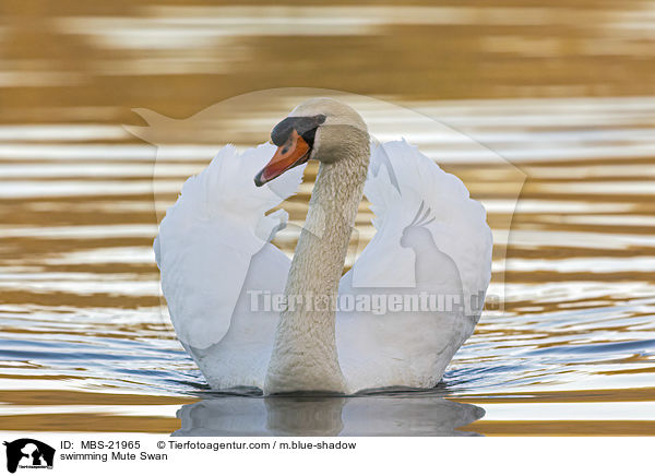 swimming Mute Swan / MBS-21965