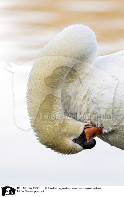 Mute Swan portrait / MBS-21991