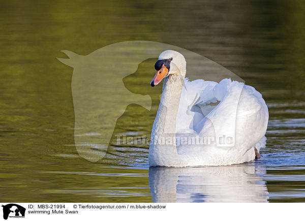 swimming Mute Swan / MBS-21994