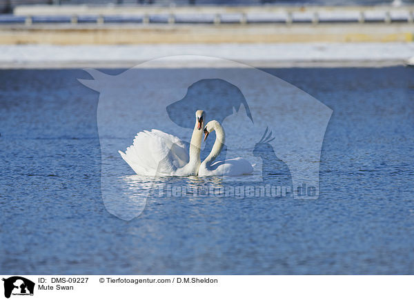 Mute Swan / DMS-09227