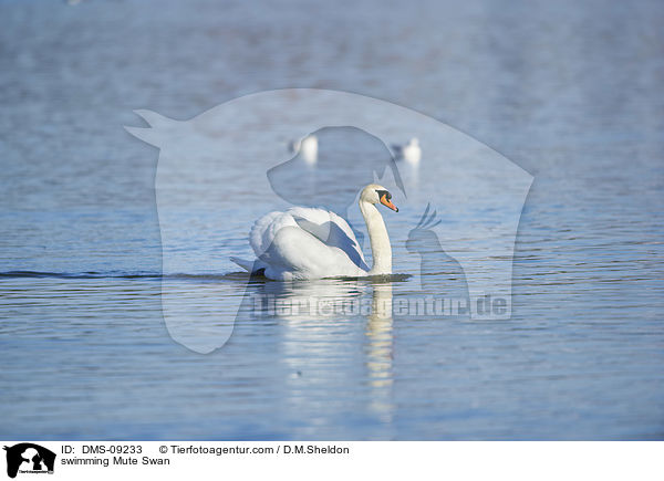 swimming Mute Swan / DMS-09233