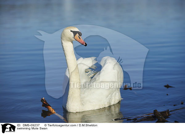 swimming Mute Swan / DMS-09237