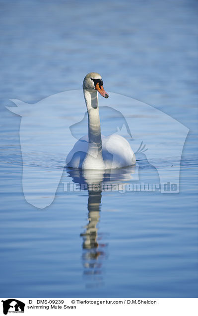 swimming Mute Swan / DMS-09239
