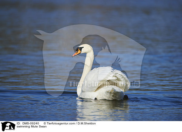 swimming Mute Swan / DMS-09240