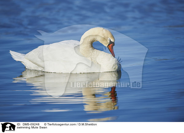 swimming Mute Swan / DMS-09248