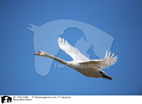 flying Mute Swan / FH-01286