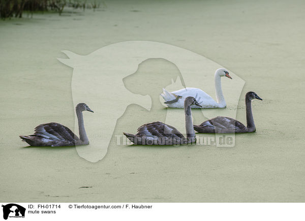 mute swans / FH-01714