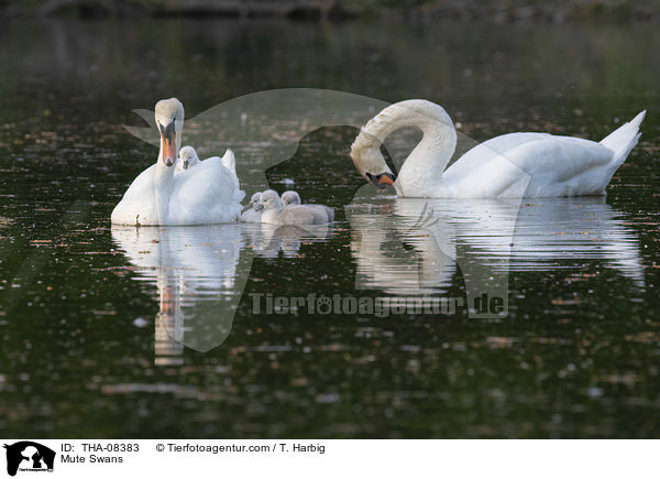 Hckerschwne / Mute Swans / THA-08383