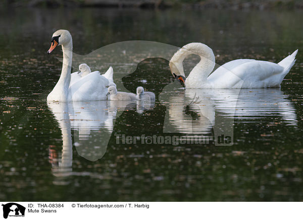 Hckerschwne / Mute Swans / THA-08384