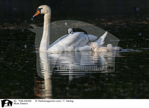 Hckerschwne / Mute Swans / THA-08385
