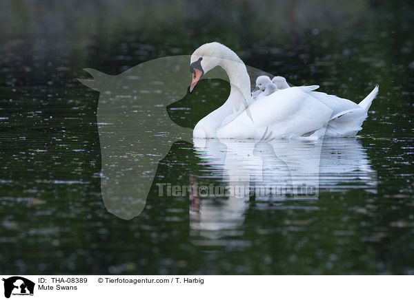 Hckerschwne / Mute Swans / THA-08389