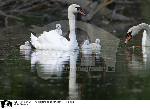 Mute Swans / THA-08401