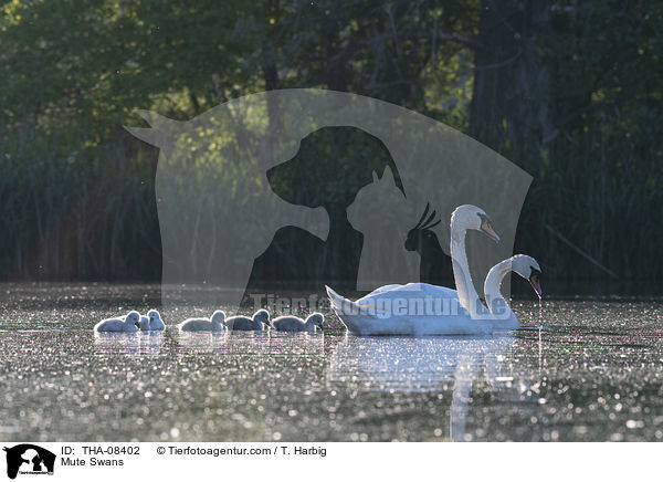 Hckerschwne / Mute Swans / THA-08402