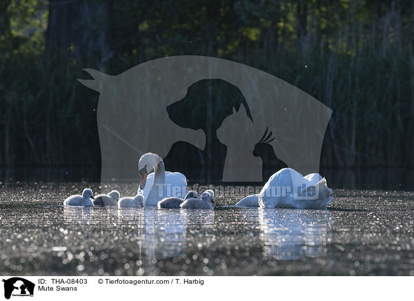 Hckerschwne / Mute Swans / THA-08403