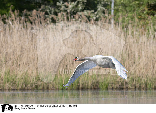 flying Mute Swan / THA-08406