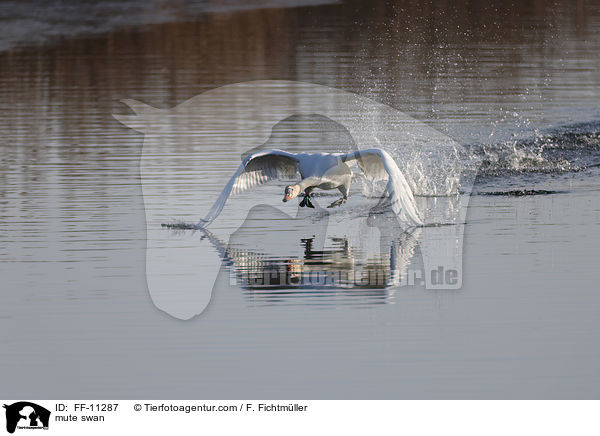 mute swan / FF-11287