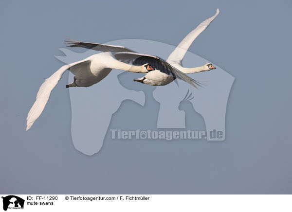 mute swans / FF-11290