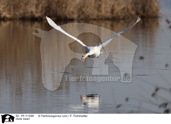 mute swan / FF-11296