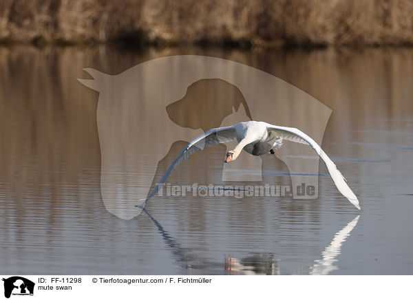 Hckerschwan / mute swan / FF-11298