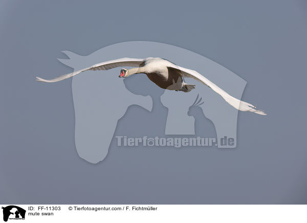 mute swan / FF-11303