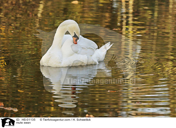 mute swan / HS-01135