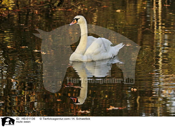 Hckerschwan / mute swan / HS-01136