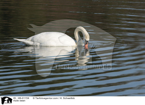 mute swan / HS-01154