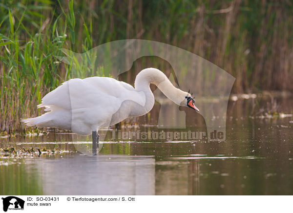 mute swan / SO-03431