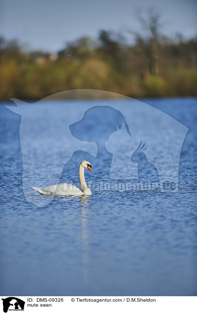 mute swan / DMS-09326