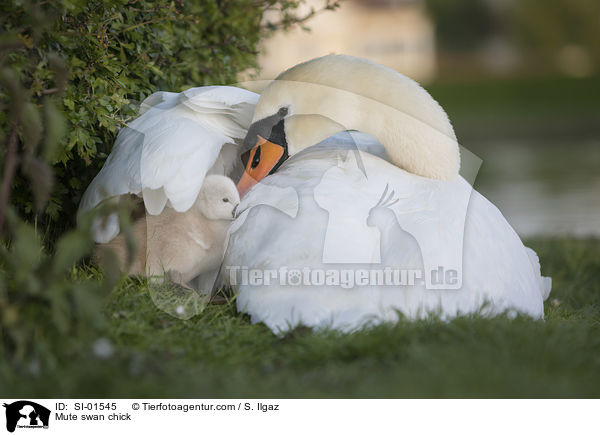 Hckerschwan Kken / Mute swan chick / SI-01545